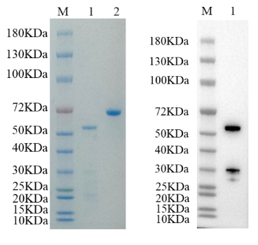 Reducing 4%-20% SDS-PAGE (CBB stained) and WB (Anti-His Mouse Monoclonal antibody) analysis profiles of purified IgM.
1. IgM: 1 μg
2. BSA: 1 μg